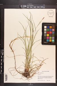 Carex woodii image