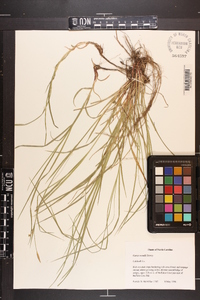 Carex woodii image