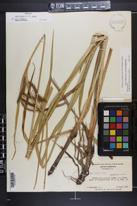 Carex crinita var. brevicrinis image