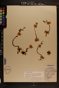 Triphora trianthophora subsp. trianthophora image