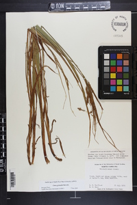 Carex gynandra image