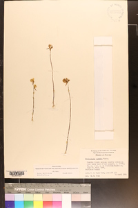 Utricularia cornuta image