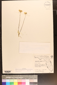 Utricularia cornuta image