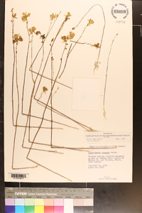 Utricularia cornuta image