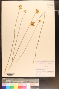 Utricularia cornuta image