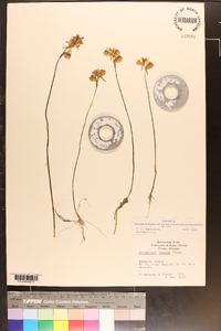 Utricularia cornuta image