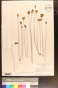 Utricularia cornuta image