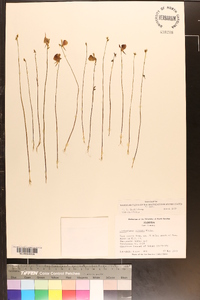 Utricularia cornuta image