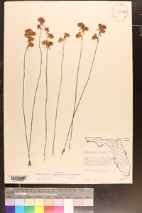 Utricularia cornuta image