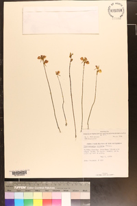 Utricularia cornuta image