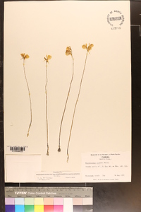 Utricularia cornuta image