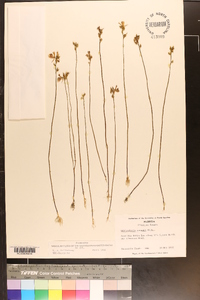 Utricularia cornuta image