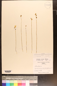 Utricularia cornuta image