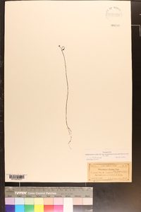 Utricularia striata image