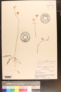 Utricularia striata image