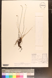 Utricularia striata image