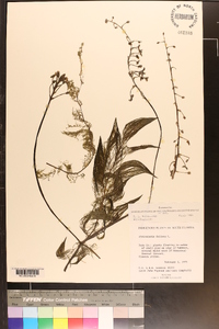 Utricularia foliosa image