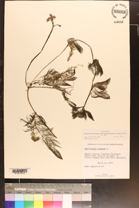 Utricularia foliosa image