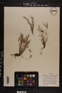 Fimbristylis perpusilla image