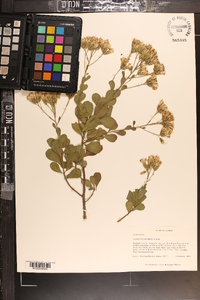 Garberia heterophylla image