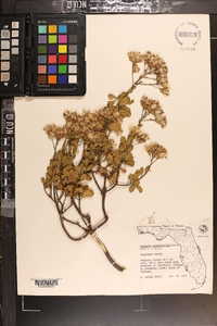 Garberia heterophylla image