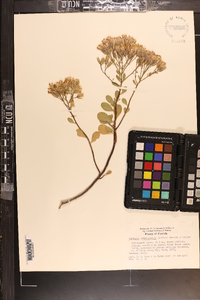 Garberia heterophylla image