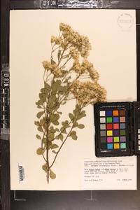 Garberia heterophylla image