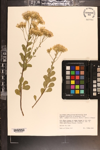 Garberia heterophylla image