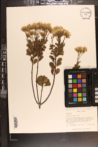 Garberia heterophylla image