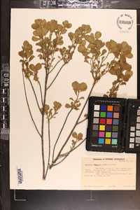 Garberia heterophylla image