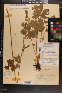 Geum geniculatum image