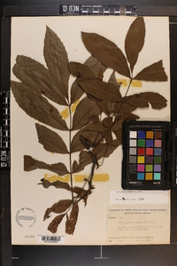 Carya aquatica image