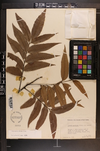 Carya aquatica image