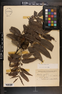 Carya aquatica image