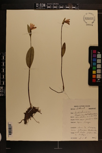 Pogonia ophioglossoides image