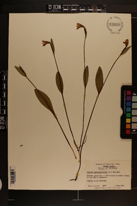 Pogonia ophioglossoides image