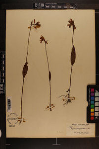 Pogonia ophioglossoides image