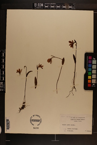 Pogonia ophioglossoides image