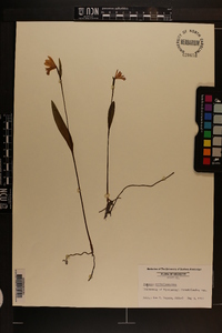 Pogonia ophioglossoides image