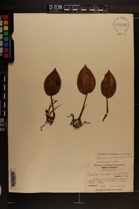 Tipularia discolor image