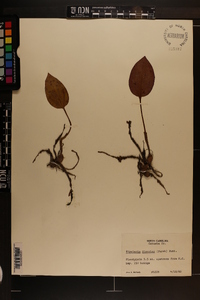 Tipularia discolor image