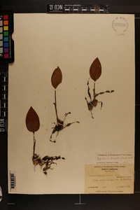 Tipularia discolor image