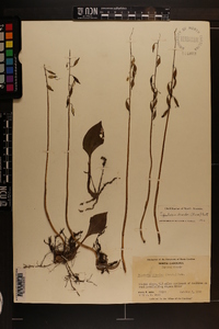 Tipularia discolor image