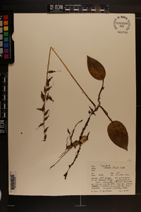 Tipularia discolor image