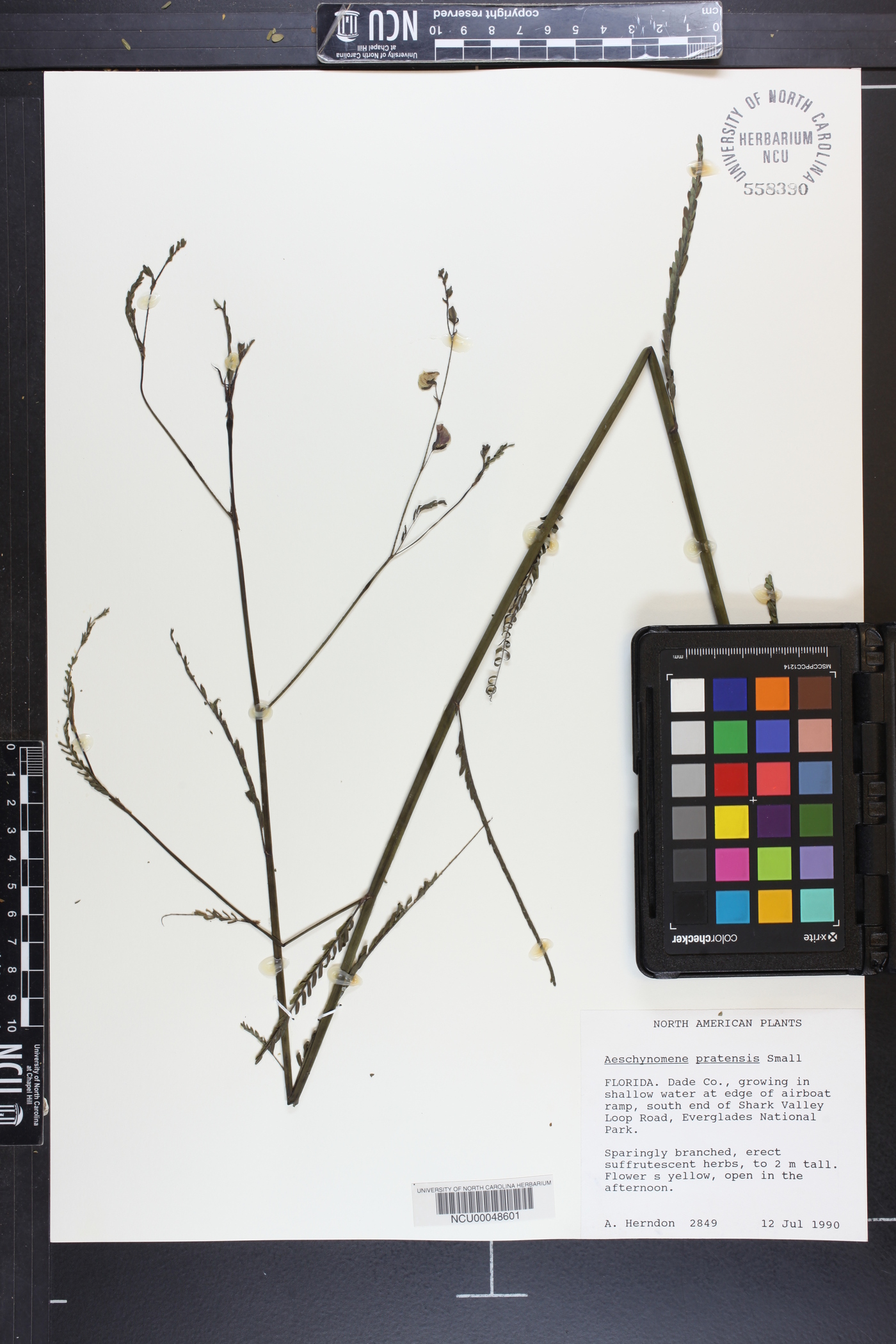 Aeschynomene pratensis image