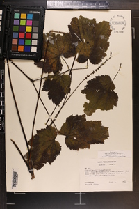 Actaea rubifolia image