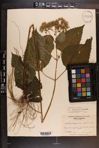 Ageratina altissima var. roanensis image