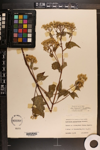 Ageratina altissima var. roanensis image