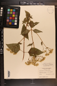 Ageratina altissima var. roanensis image