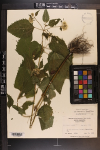 Ageratina altissima var. roanensis image